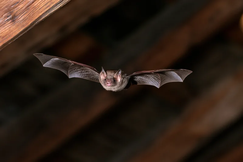 Small brown bat in mid-flight with wings fully spread under wooden ceiling beams