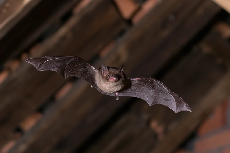 Small brown bat in mid-flight with wings fully spread against a dark wooden ceiling