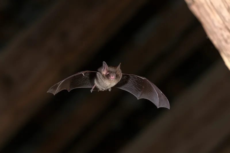 Small brown bat in mid-flight with wings fully spread inside a dim wooden attic