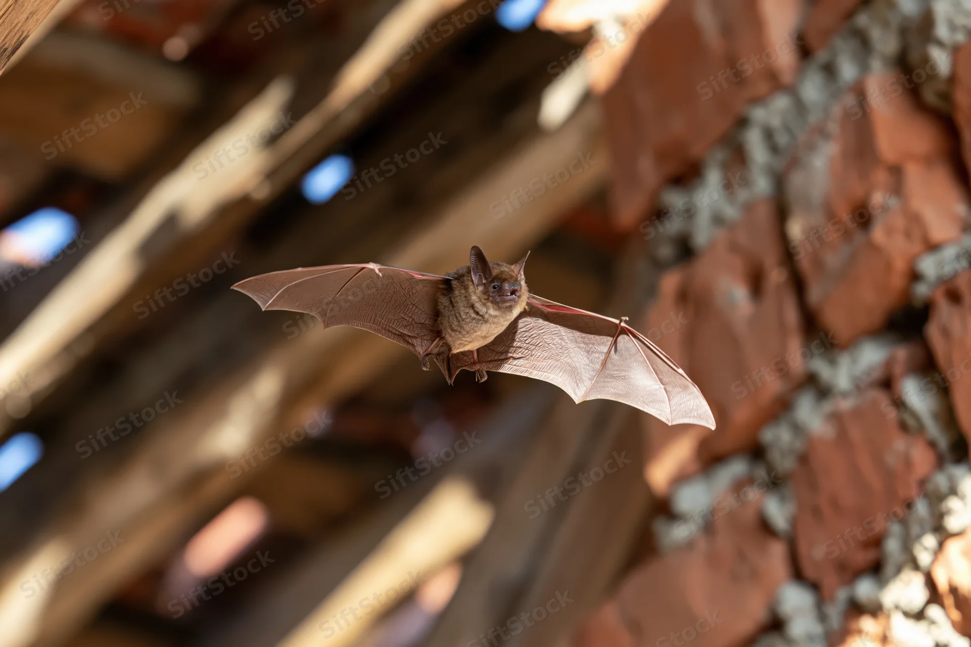 Small brown bat in mid-flight with wings fully spread near a brick and wooden roof structure