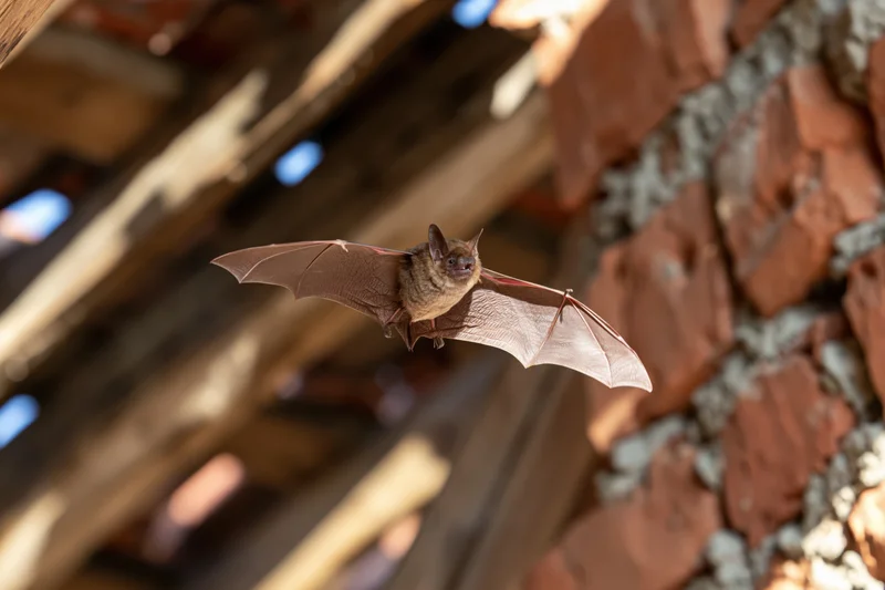 Small brown bat in mid-flight with wings fully spread near a brick and wooden roof structure
