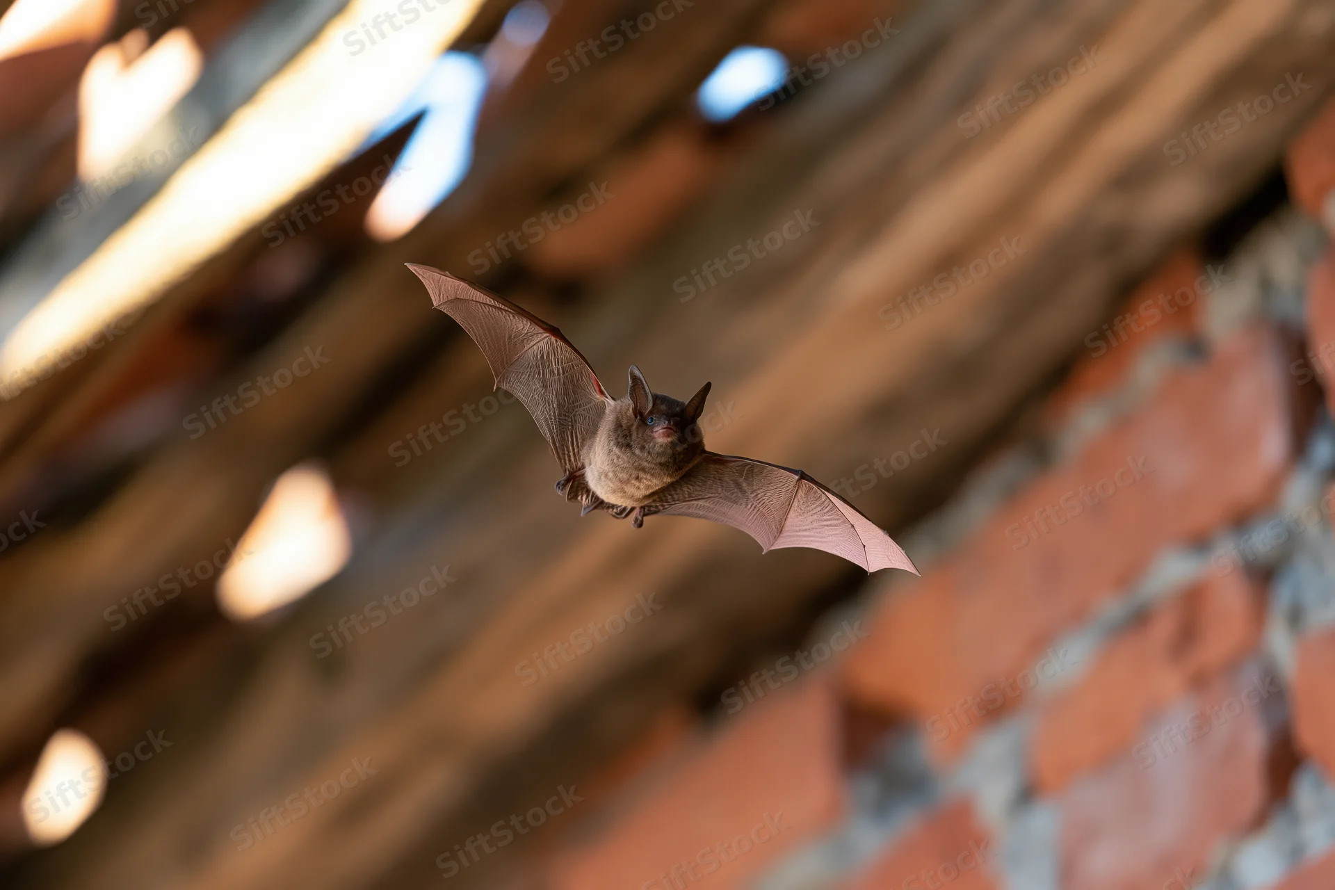 Small brown bat flying with wings fully spread inside an attic space