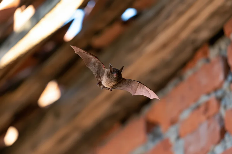 Small brown bat flying with wings fully spread inside an attic space