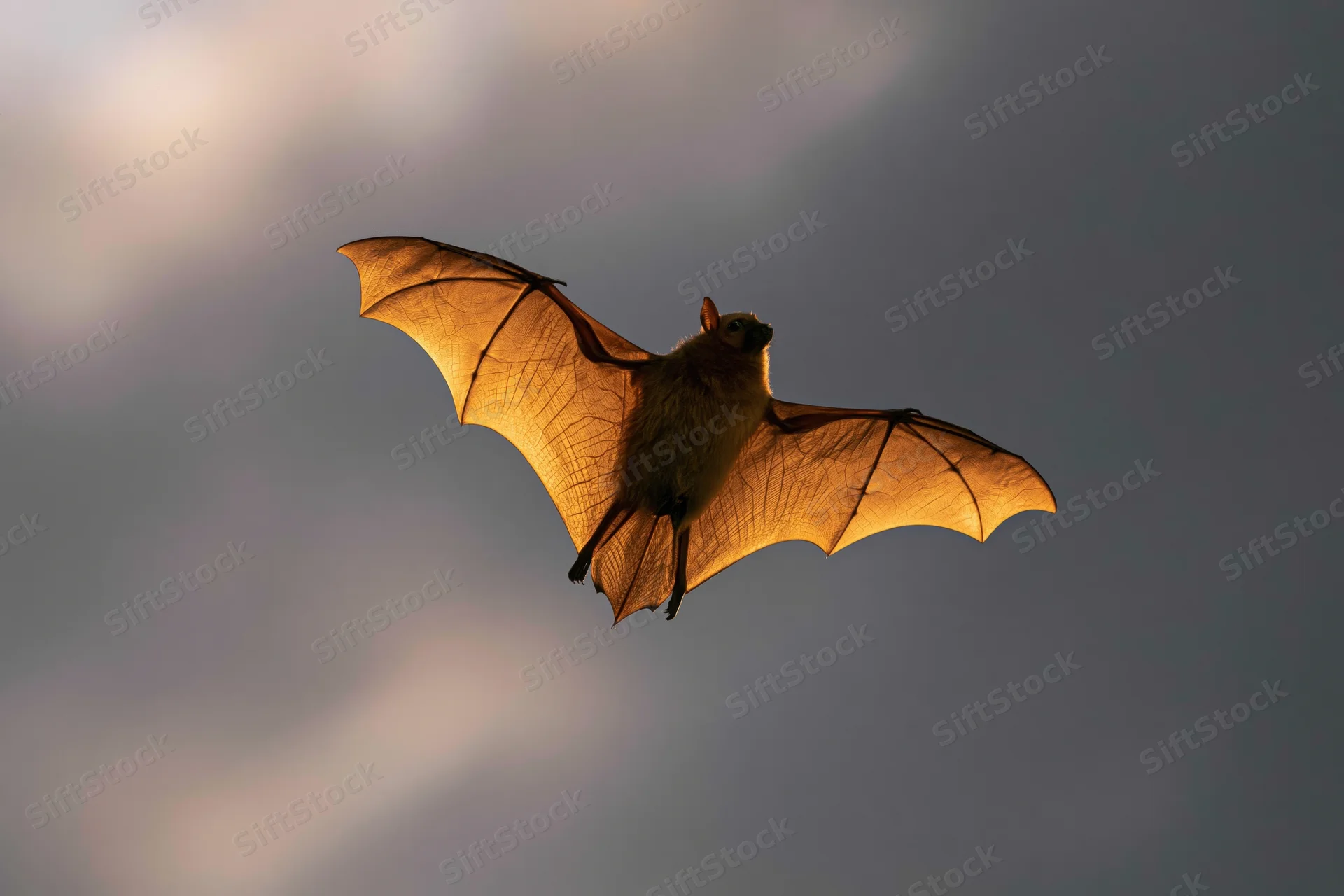 Bat flying with wings fully spread against twilight sky