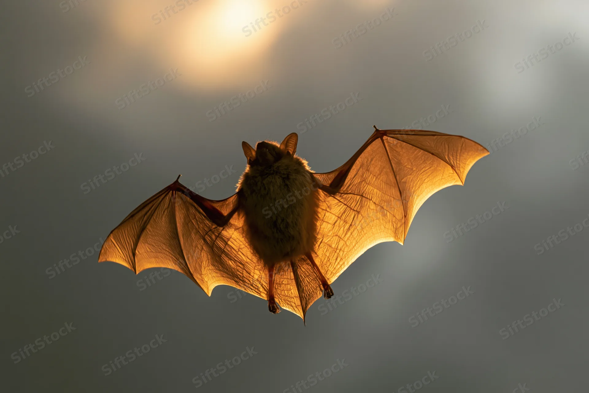 Bat flying with wings fully spread against a glowing sky at dusk