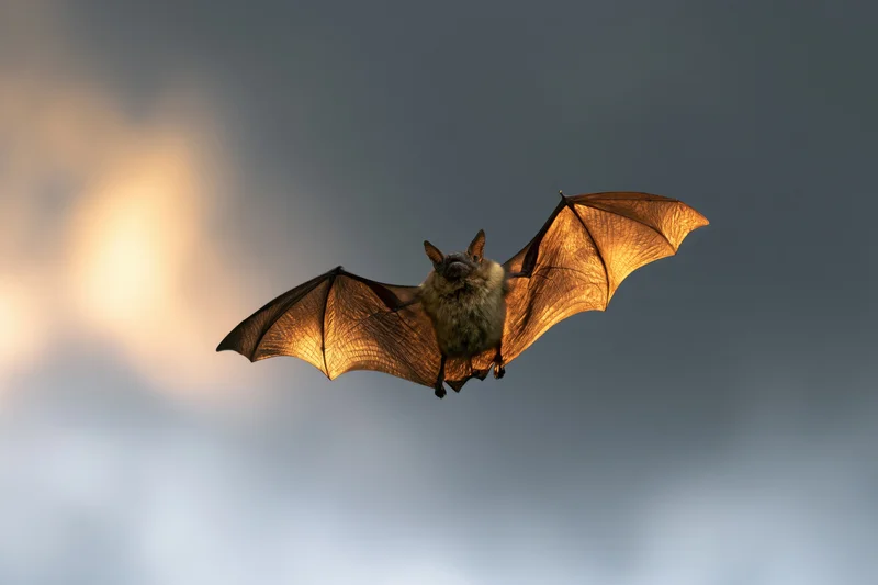 Bat flying with wings fully spread against a glowing twilight sky