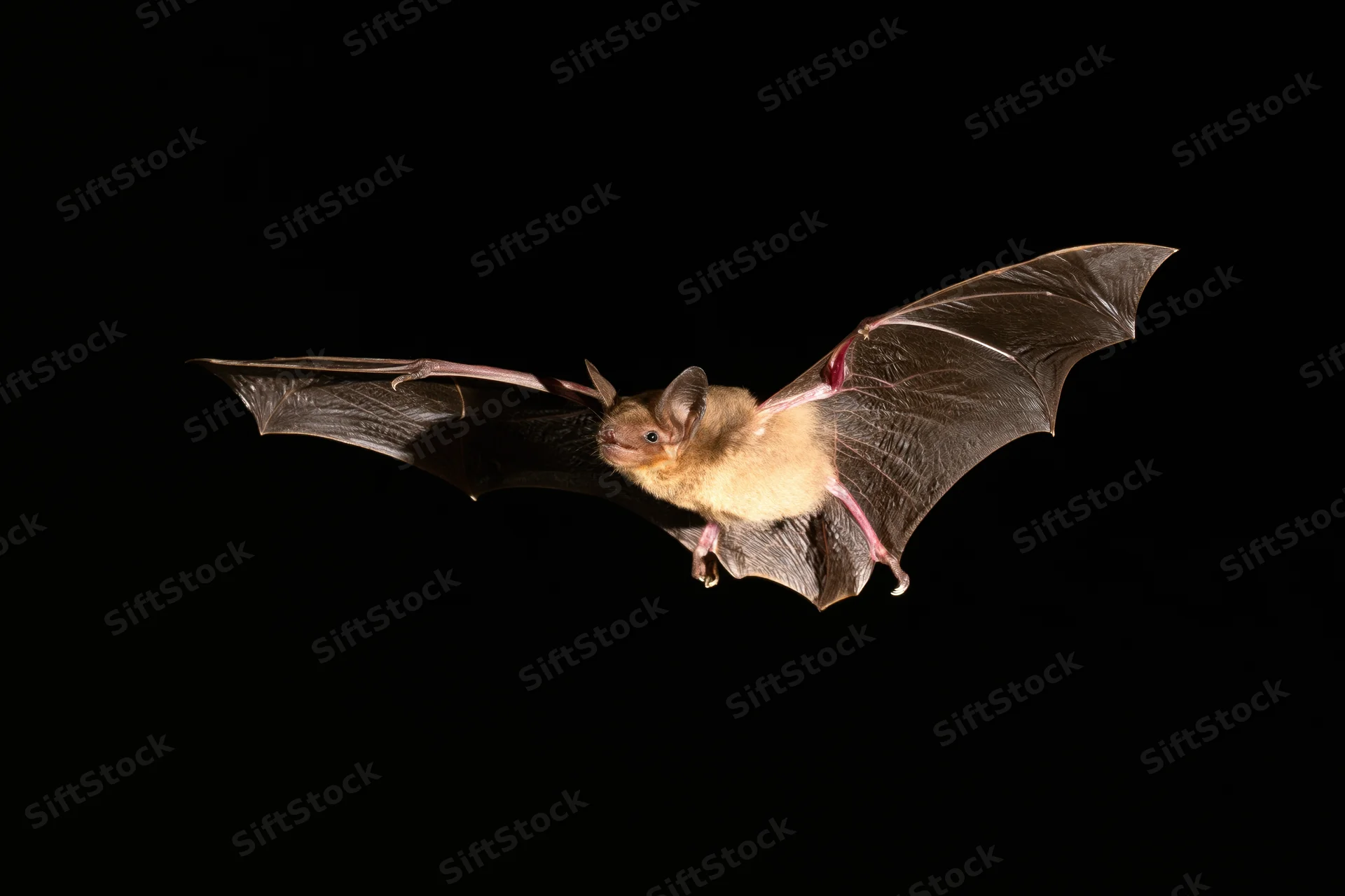 Small brown bat flying with wings fully extended against black background