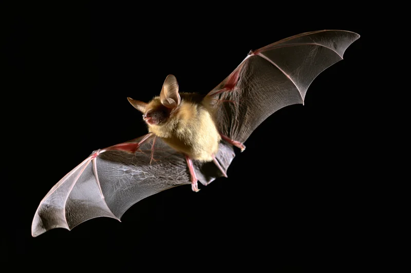 Small brown bat in mid-flight with wings fully extended against black background