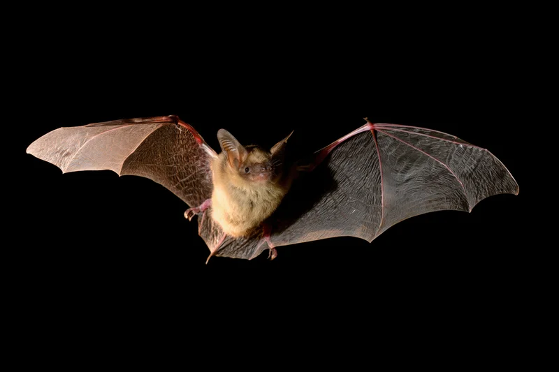 Small brown bat flying with wings fully extended against black background