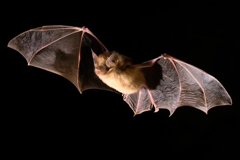 Small brown bat in mid-flight with wings fully extended against black background