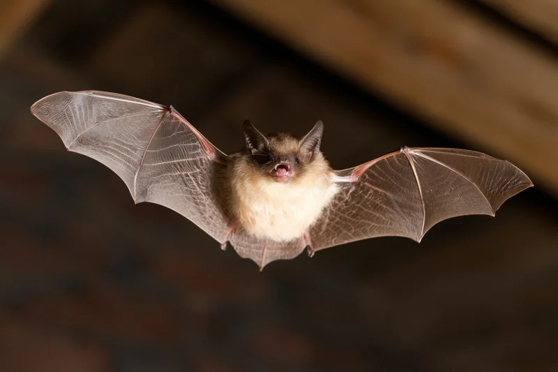 Small brown bat flying with wings fully spread in dim attic space