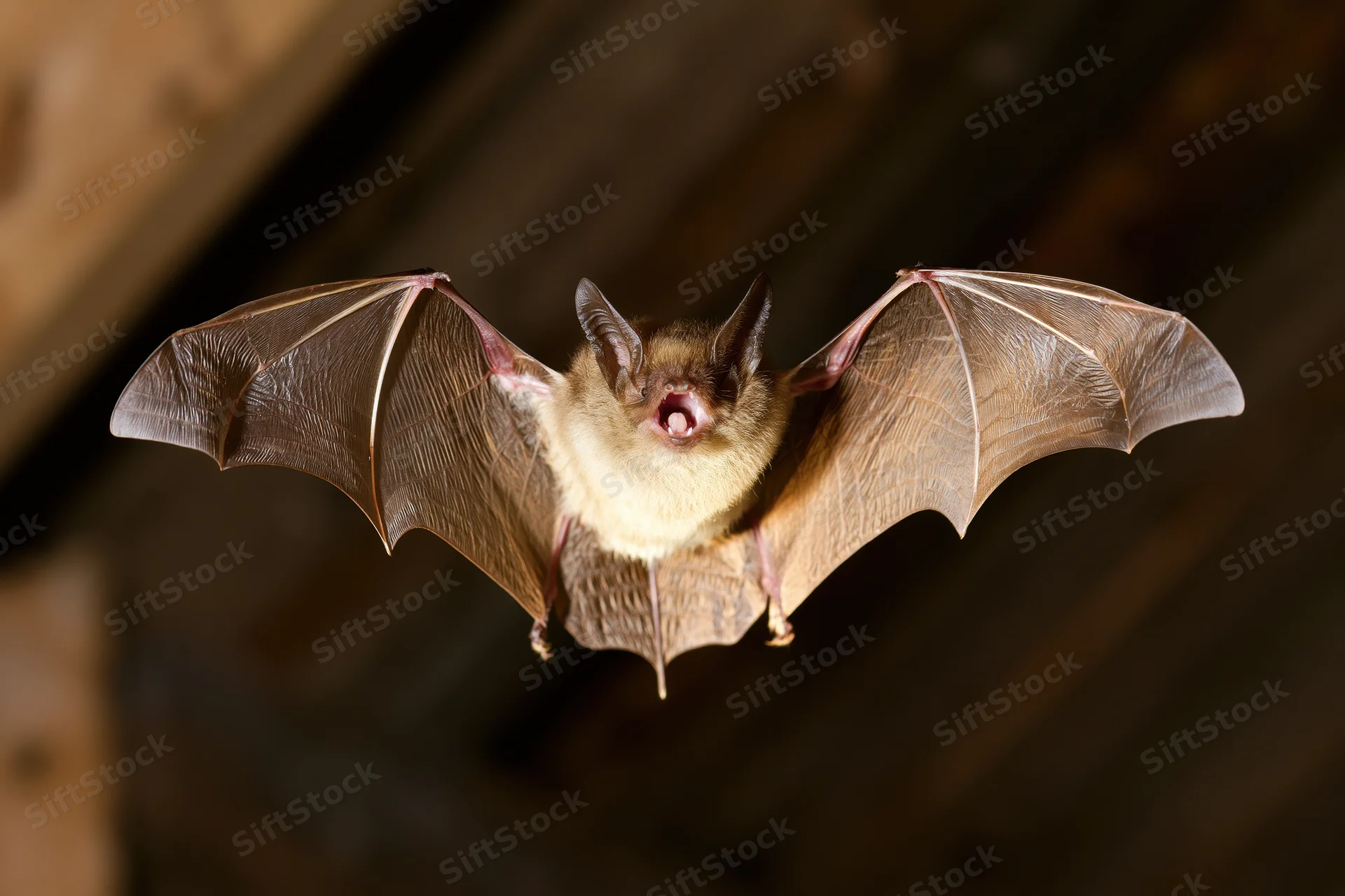 Small brown bat flying with wings spread in dark attic space