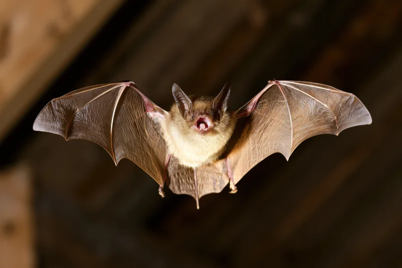 Small brown bat flying with wings spread in dark attic space