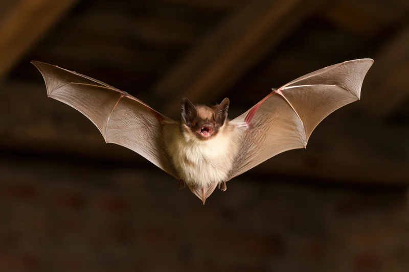 Bat flying with wings spread in an attic space