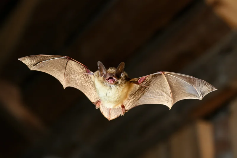 Small brown bat flying with wings fully spread in dim attic space