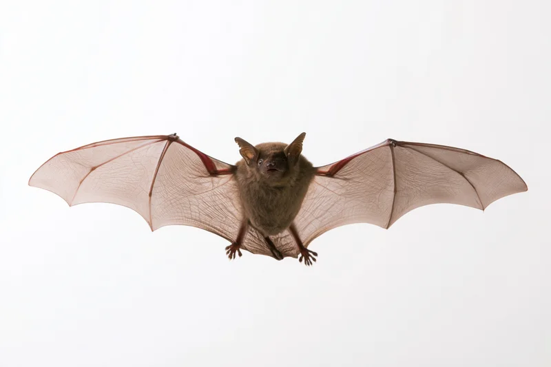Small brown bat flying midair with wings spread against white background