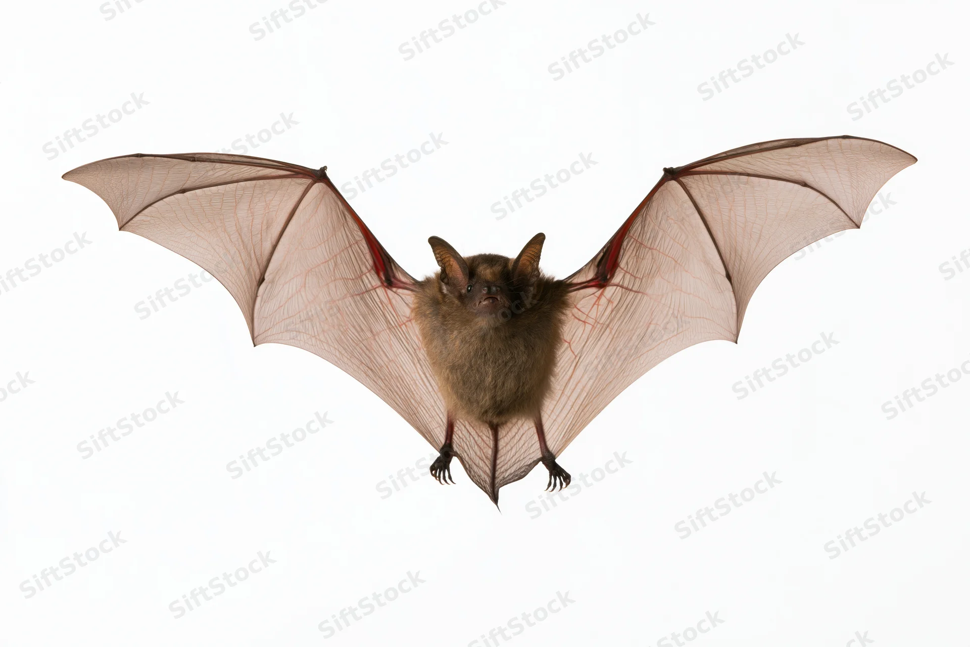 Small brown bat in mid-flight with wings spread against white background