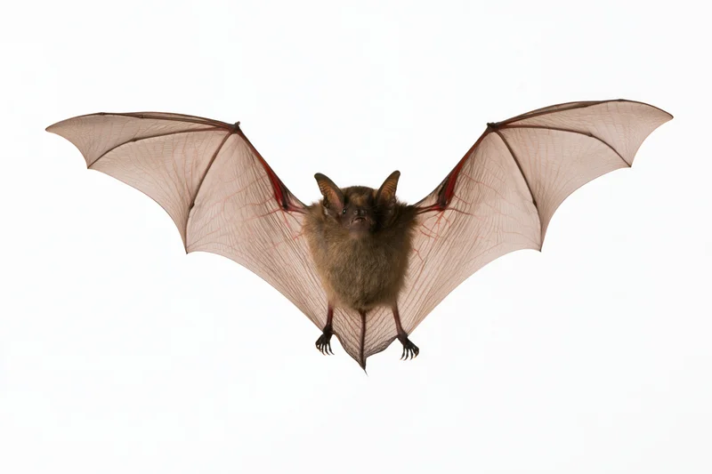 Small brown bat in mid-flight with wings spread against white background