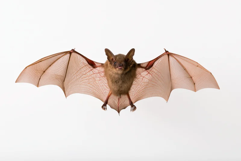 Small brown bat in mid-flight with wings spread against white background