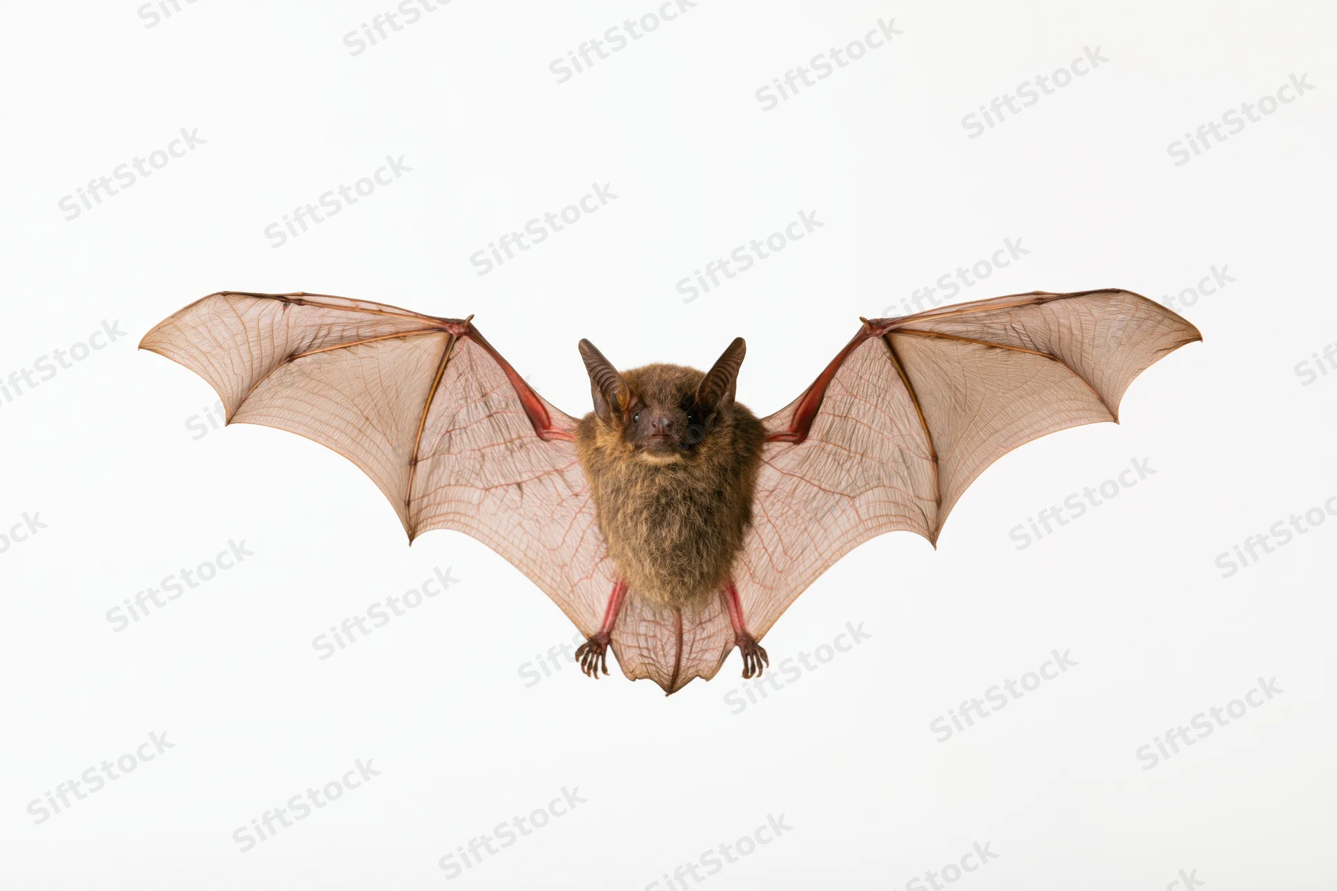 Small brown bat in mid-flight with wings spread against white background