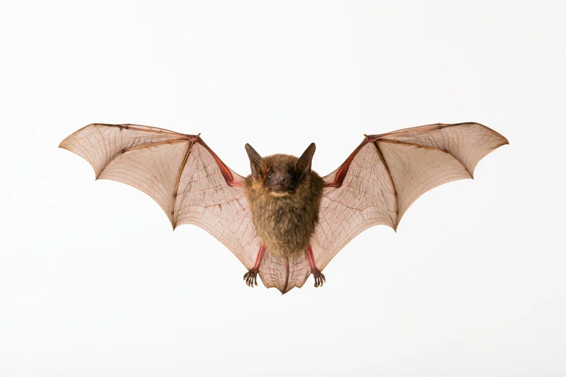 Small brown bat in mid-flight with wings spread against white background