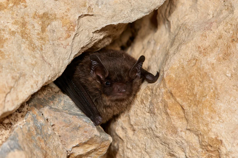 Small brown bat roosting in a tight rock crevice with wings partially folded