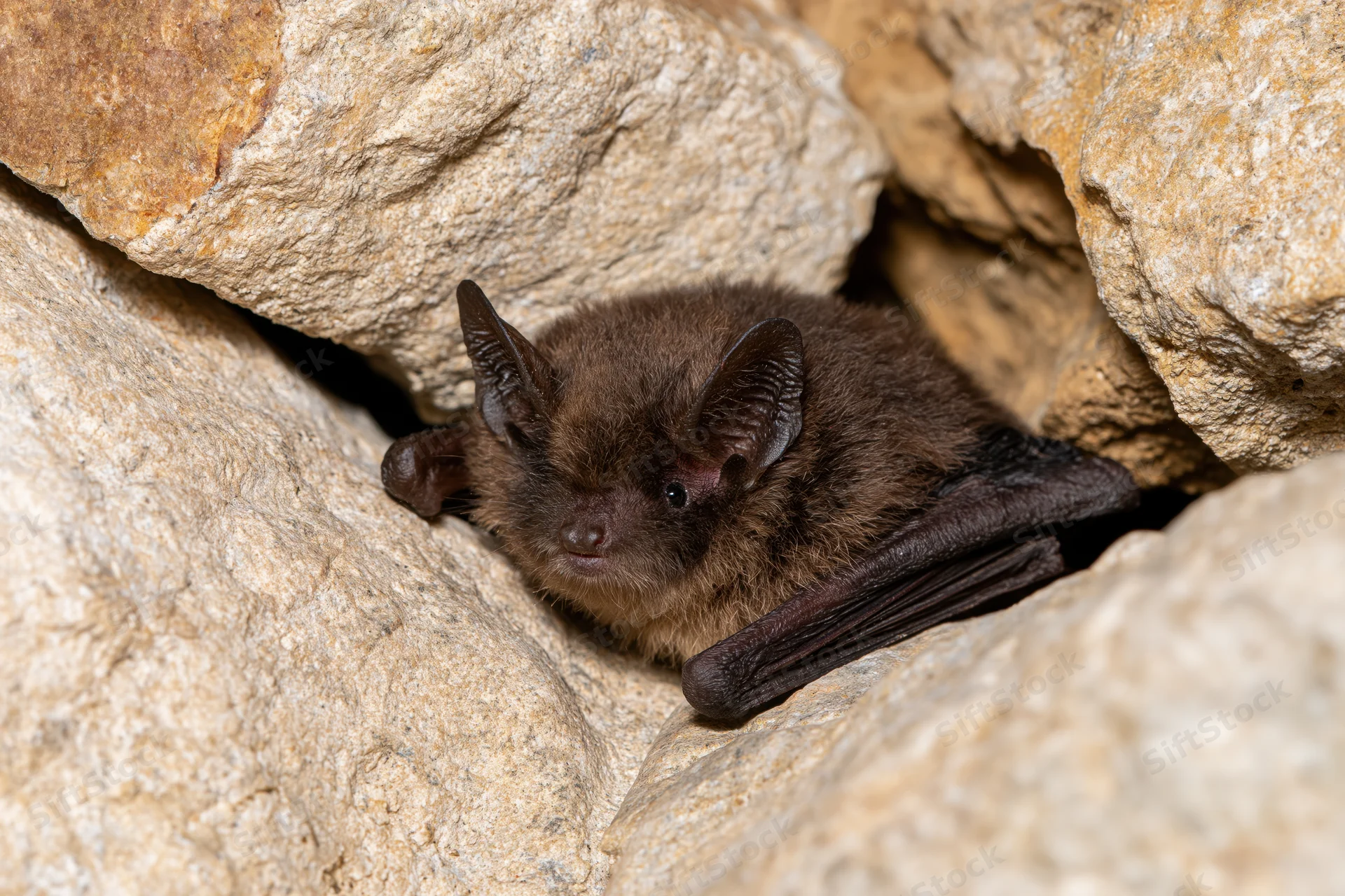 Small brown bat roosting in a tight rock crevice with wings partially folded