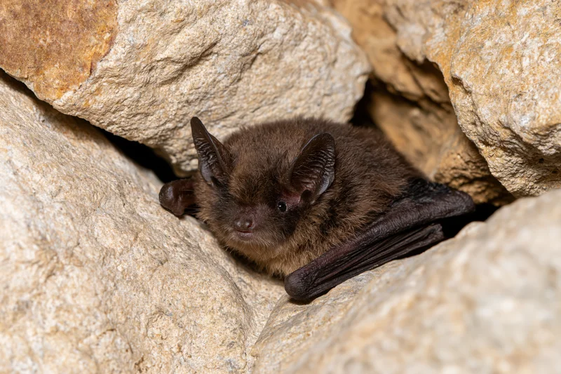 Small brown bat roosting in a tight rock crevice with wings partially folded