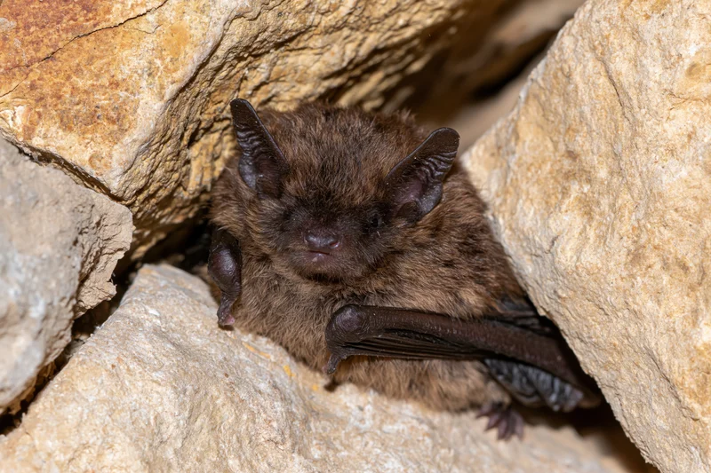 Small brown bat roosting in a tight rock crevice with wings folded
