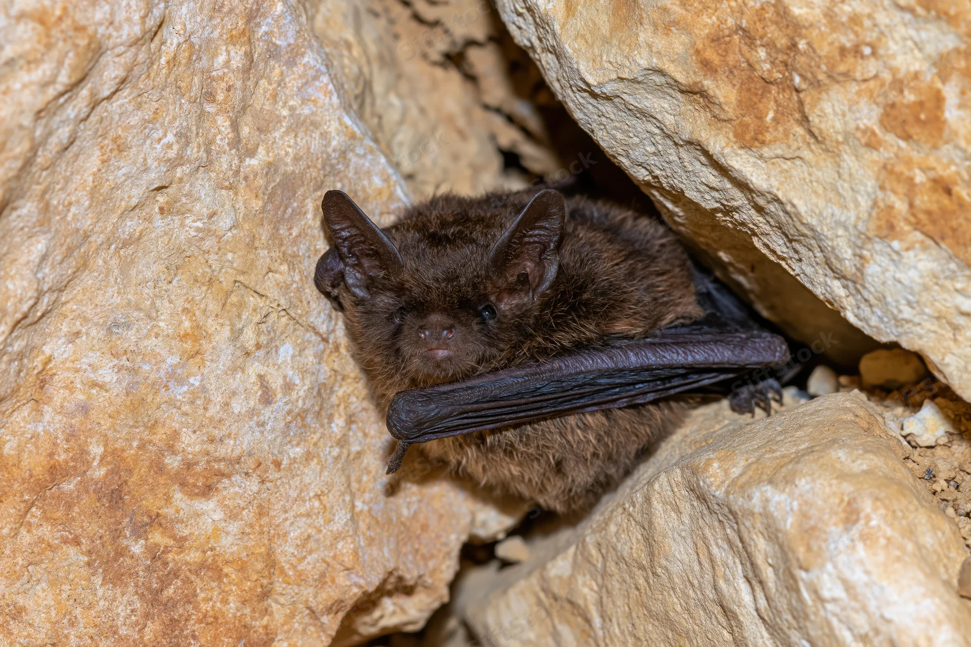 Small brown bat roosting in a tight rock crevice with wings folded