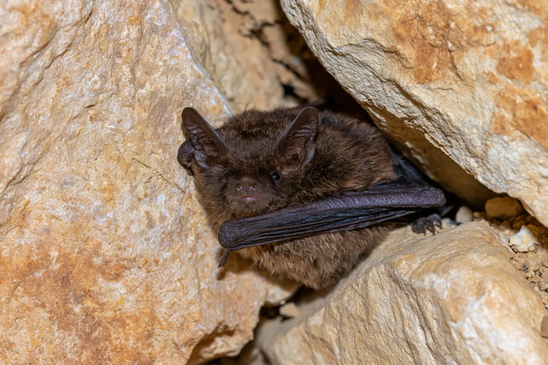 Small brown bat roosting in a tight rock crevice with wings folded