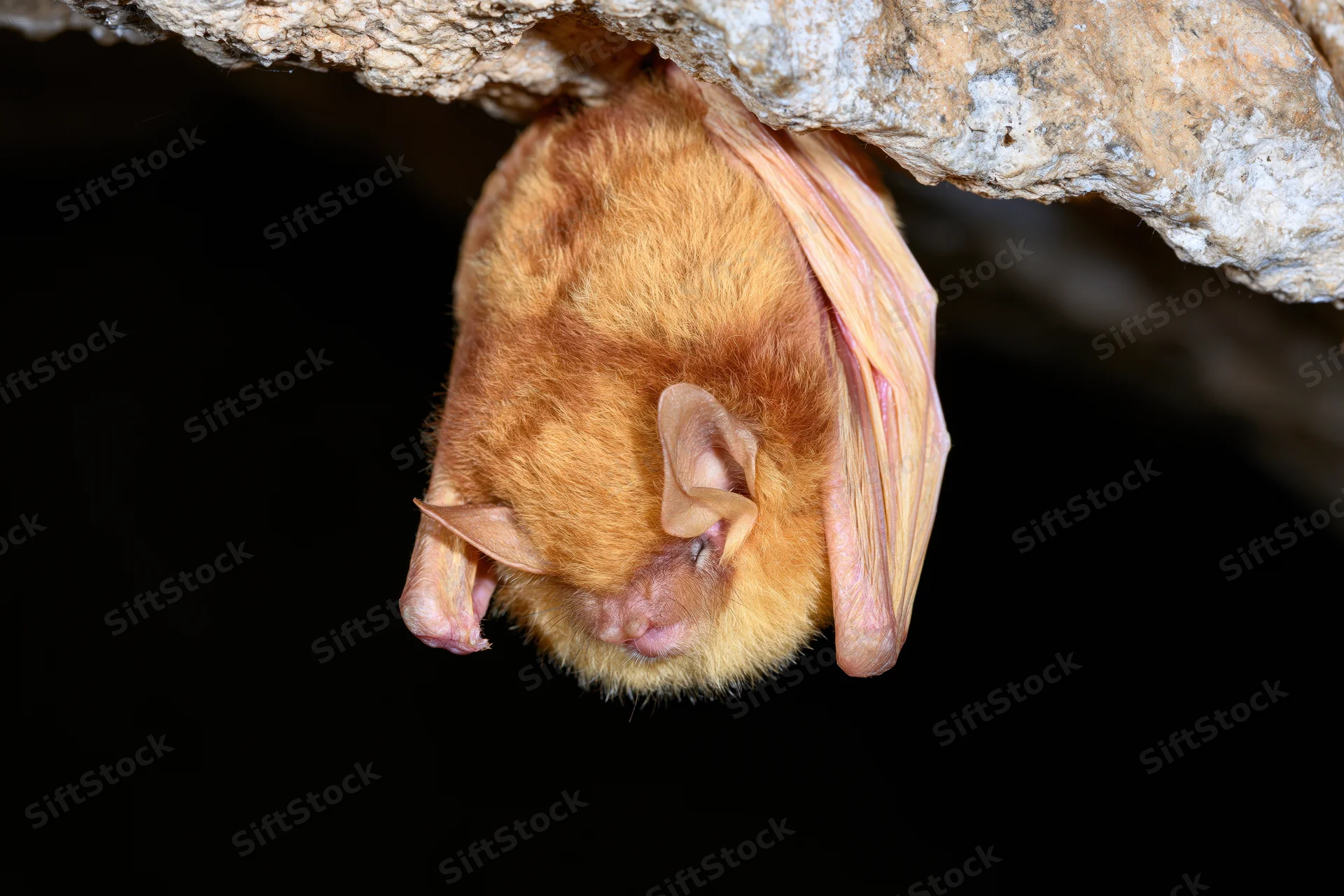 Small brown bat roosting upside down from a rough cave ceiling