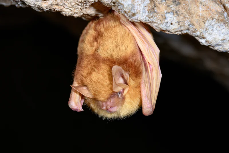 Small brown bat roosting upside down from a rough cave ceiling