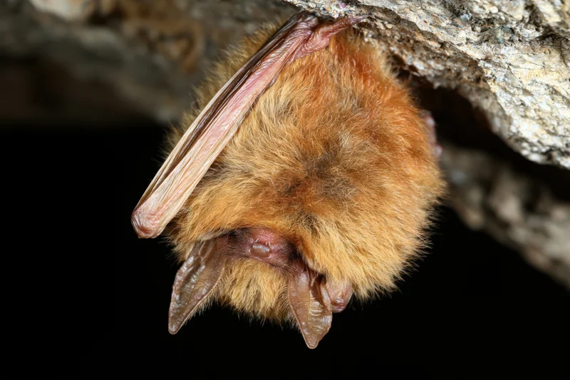 Small brown bat hanging upside down from rough cave ceiling