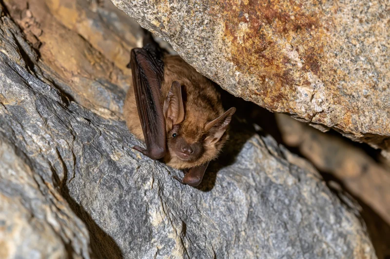 Small brown bat roosting upside down in a rocky cave crevice