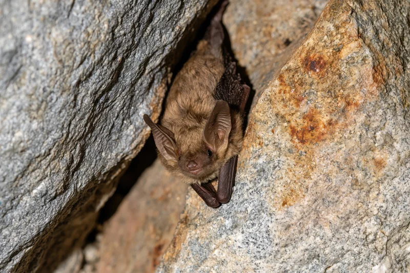 Small brown bat roosting upside down in a rocky cave crevice