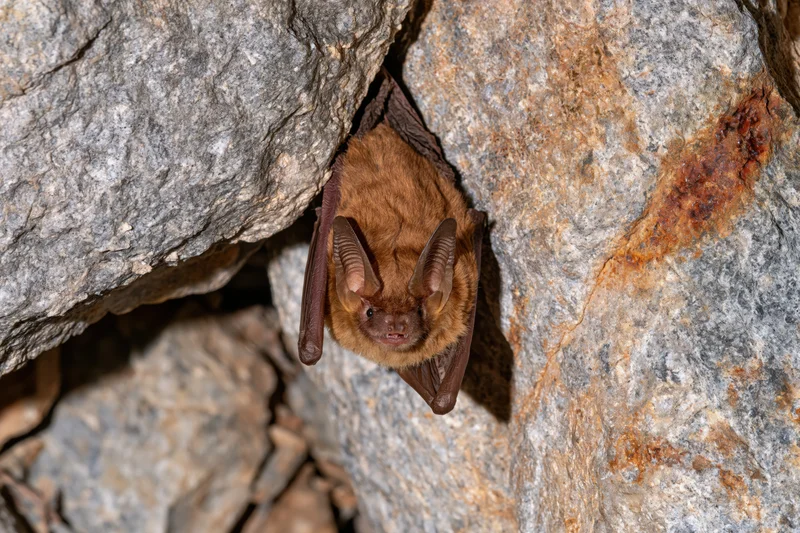 Small brown bat roosting upside down in a rocky cave crevice