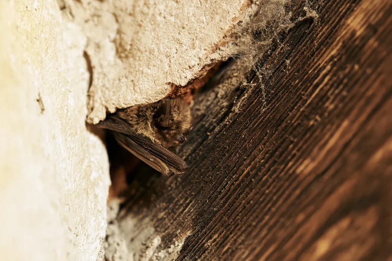 Small brown bat resting in a narrow gap between a wooden beam and a weathered stone wall