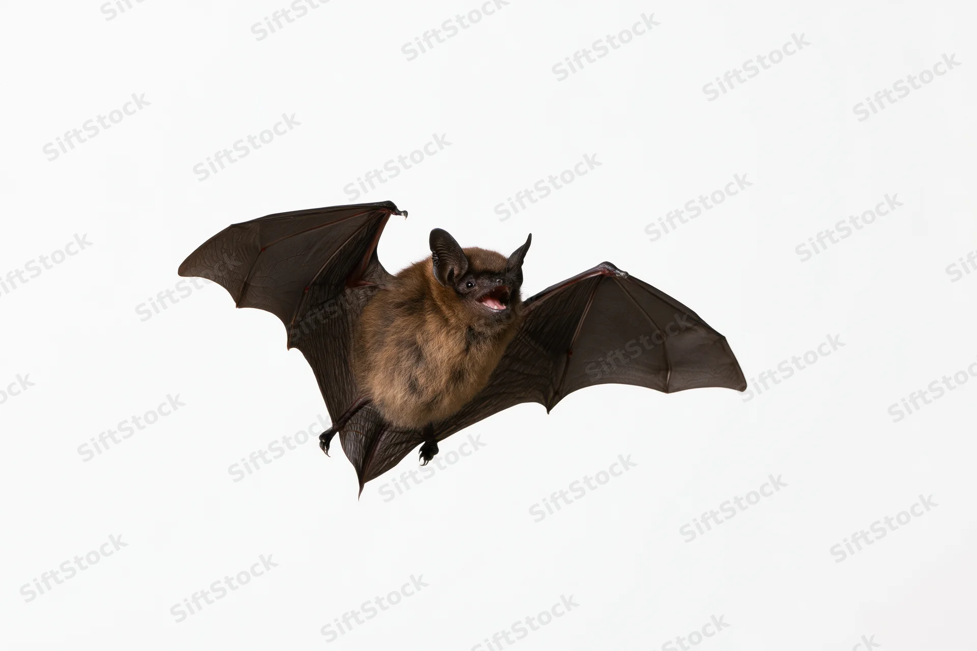 Small brown bat flying with wings fully spread against white background