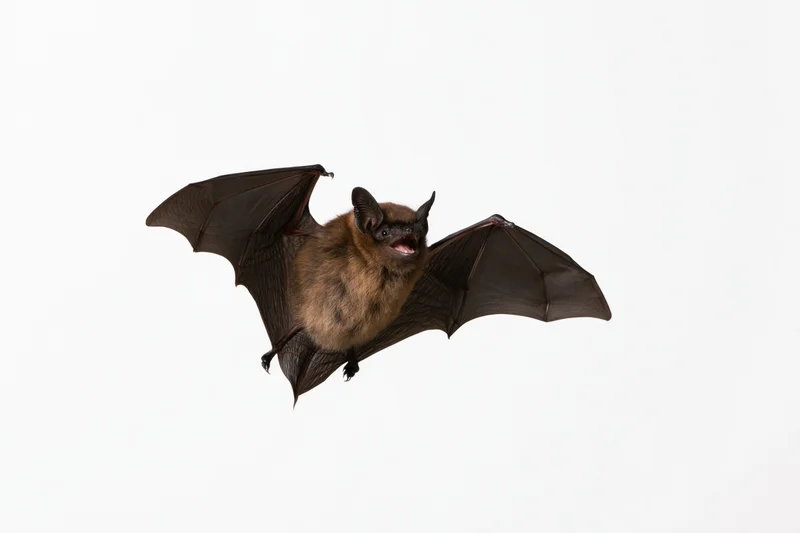 Small brown bat flying with wings fully spread against white background