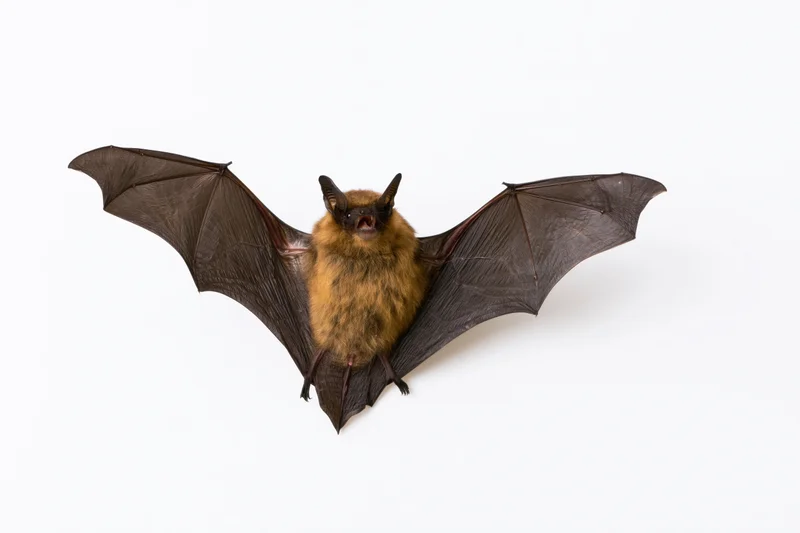 Small brown bat with wings fully spread and mouth open on white background