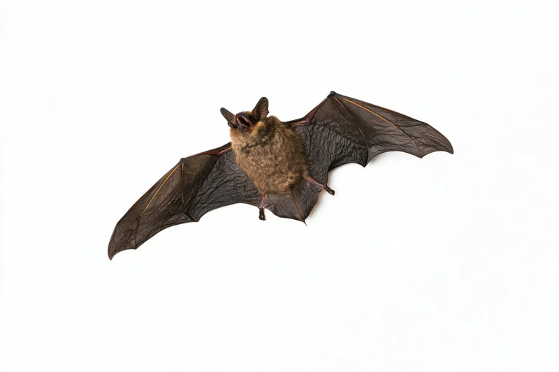 Small brown bat with wings fully spread and mouth open against white background