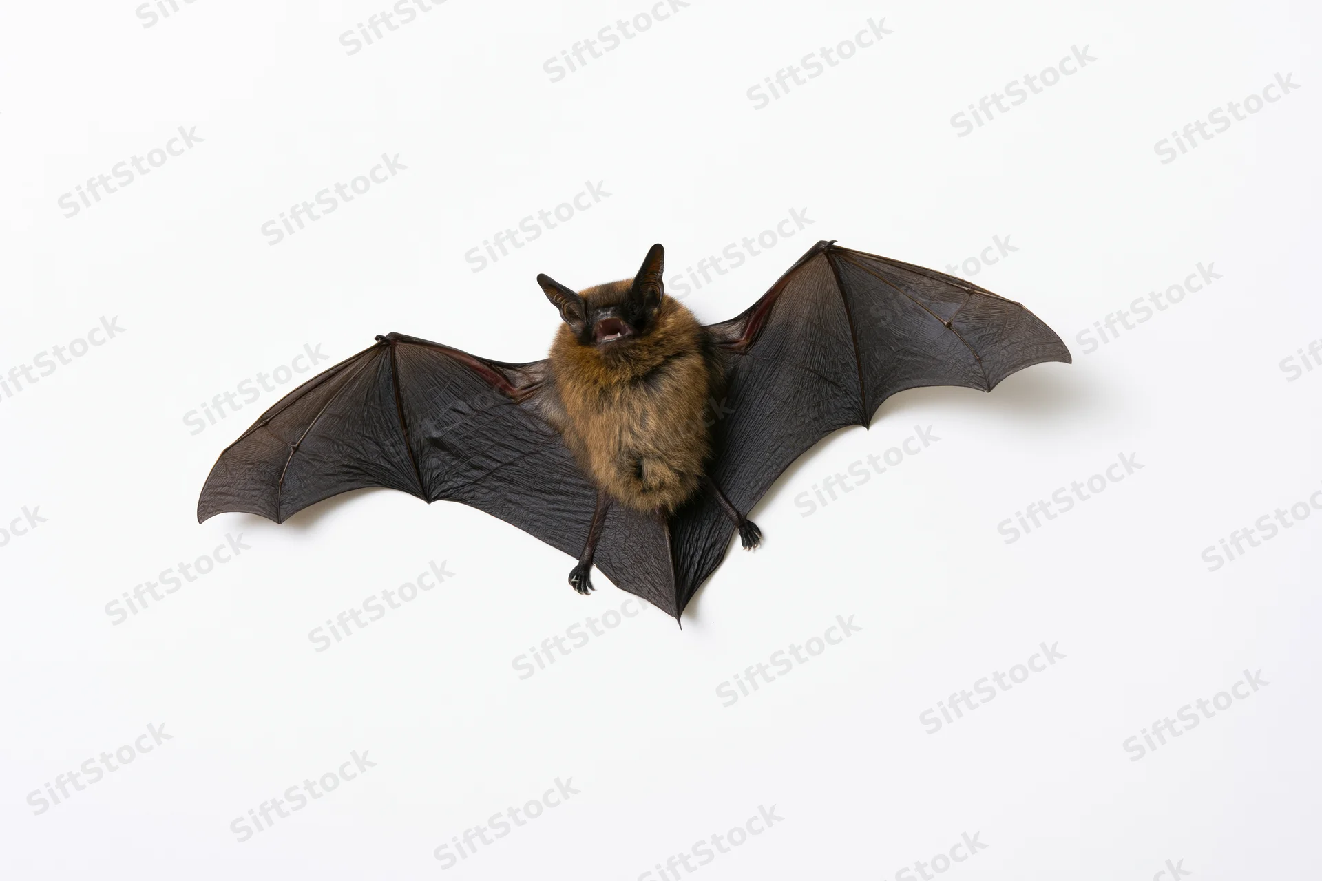Small brown bat with wings fully spread and mouth open on white background