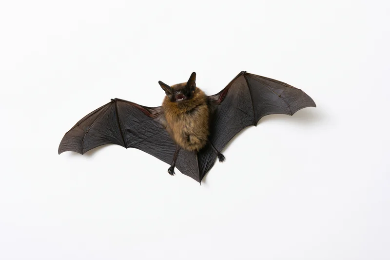 Small brown bat with wings fully spread and mouth open on white background