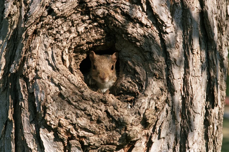 Squirrel peeking from a hollow in a tree trunk