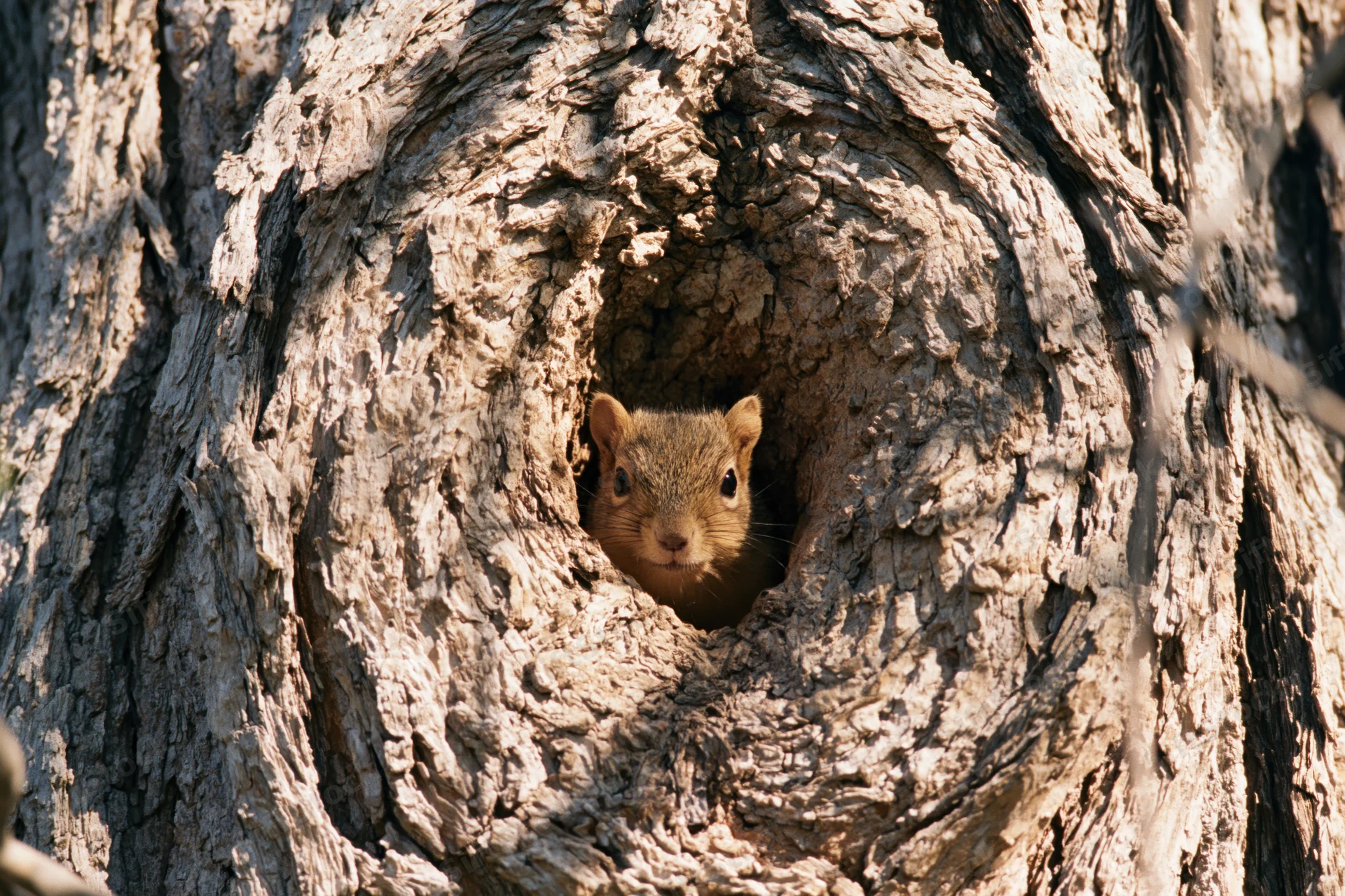 Squirrel peeking from a hollow in a tree trunk