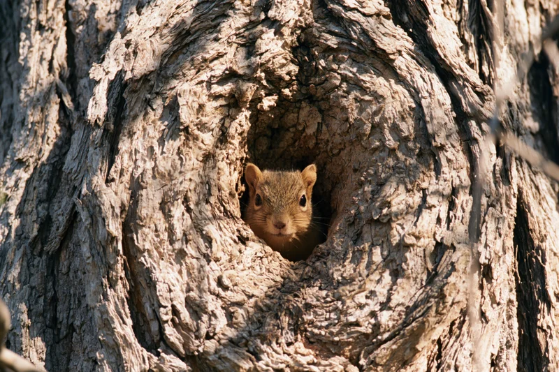 Squirrel peeking from a hollow in a tree trunk