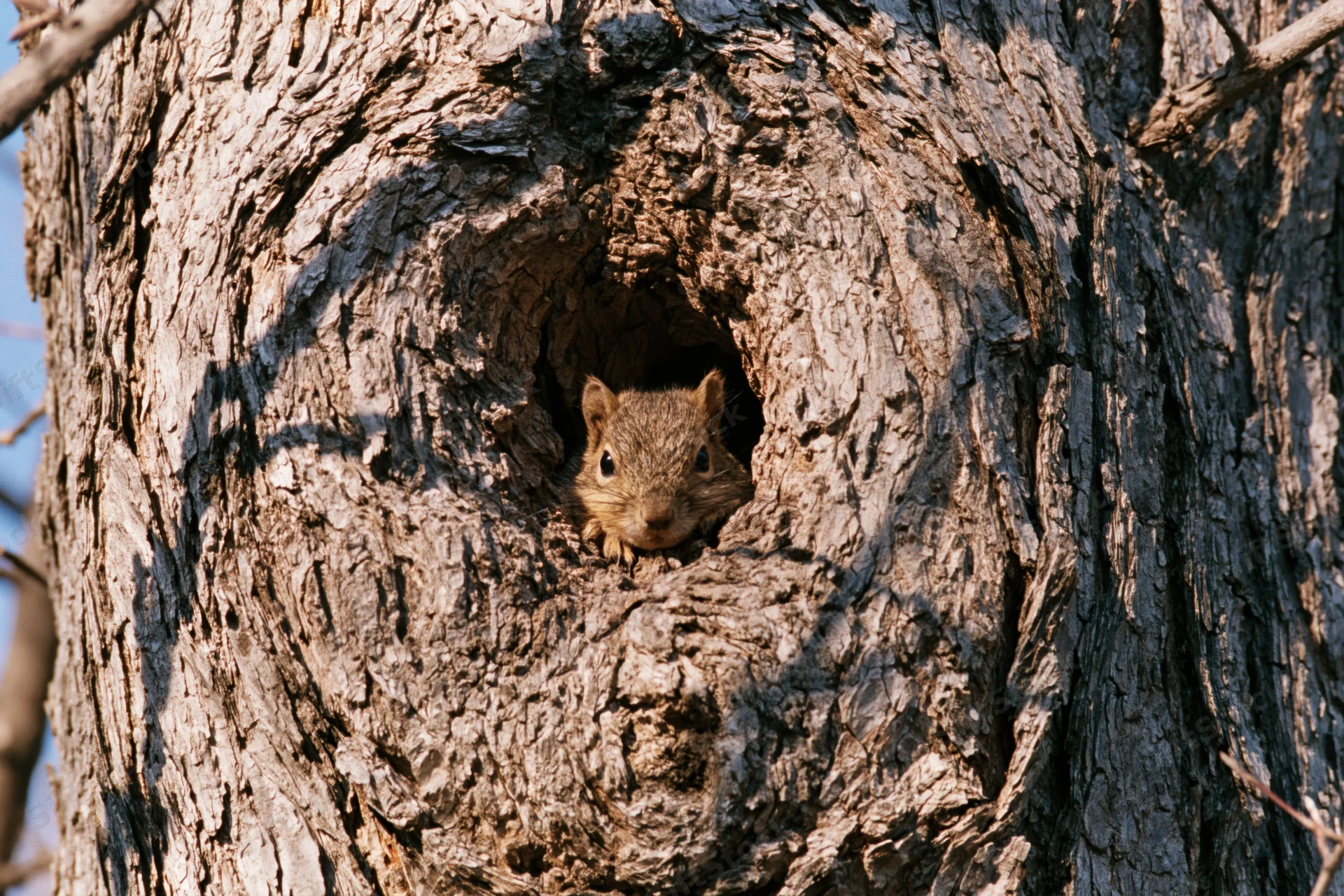 Squirrel peeking from hollow in tree trunk
