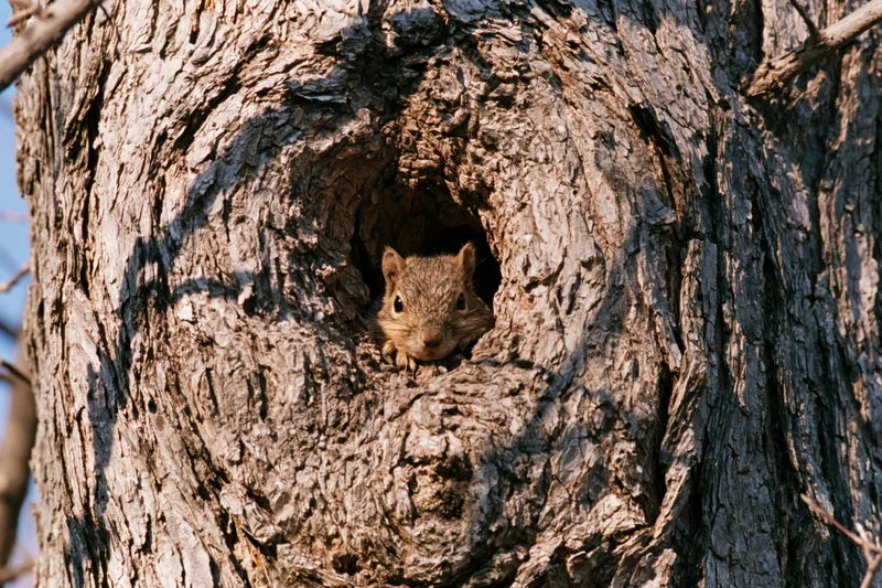 Squirrel peeking from hollow in tree trunk