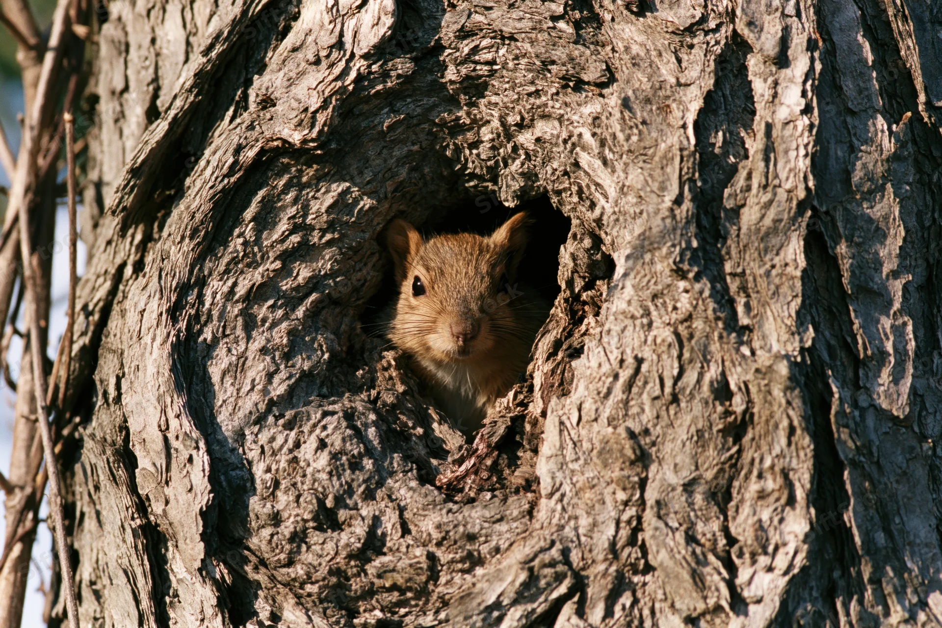 Squirrel peeking from hollow in tree trunk